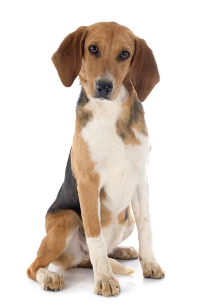 Aguilucho Beagle — Foto de Stock