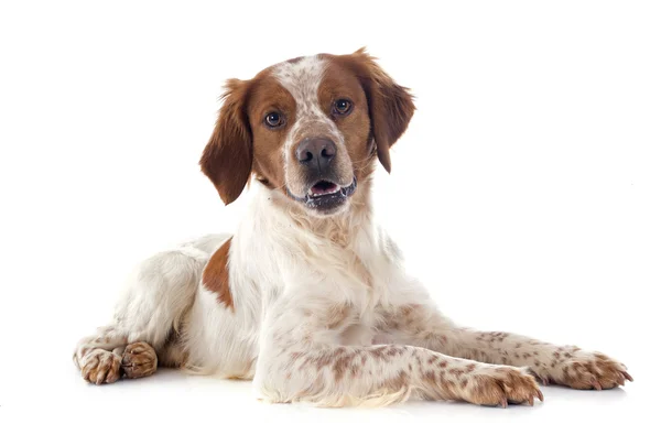 Brittany spaniel — Zdjęcie stockowe