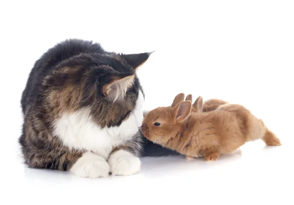 Maine coon katten- en bunny — Stockfoto