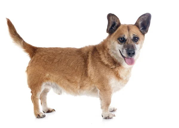 Welsh Corgi — Stock Photo, Image