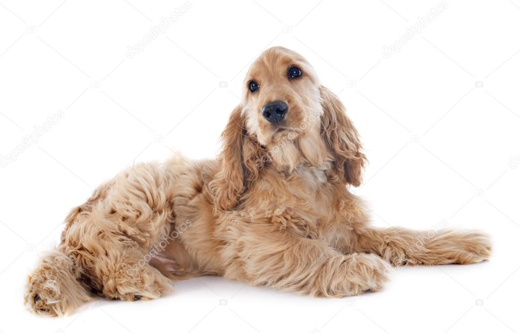 puppy cocker spaniel