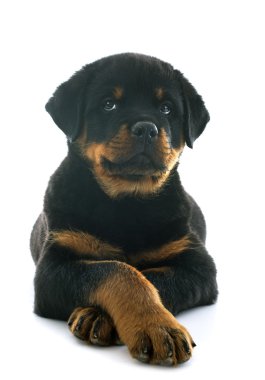yavru rottweiler