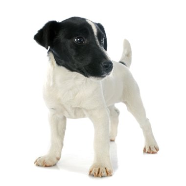 yavru jack russel terrier