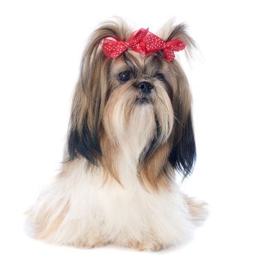 Shih Tzu
