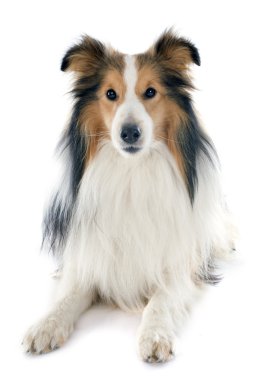 Shetland köpek