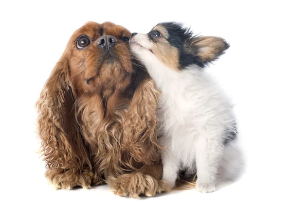 Papillon cachorro e cavaleiro rei charles — Fotografia de Stock