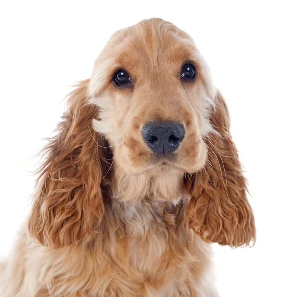 강아지 코 커 발 바리 — 스톡 사진