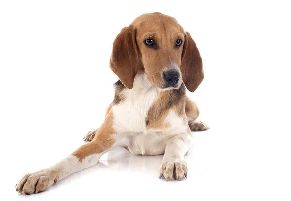 Beagle Harrier — Stock Fotó