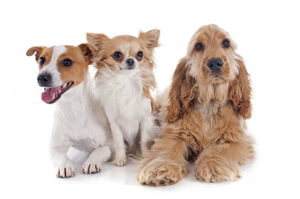 Three little dogs — Stock Photo, Image