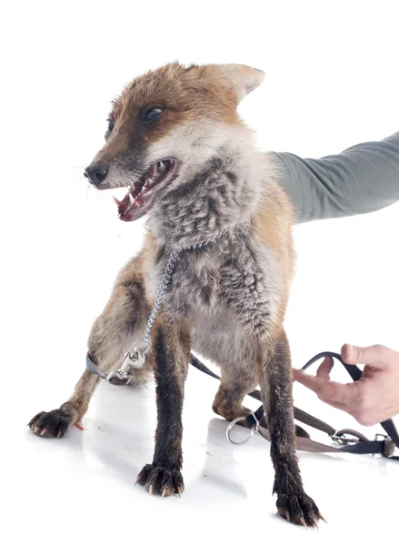 Wild fox — Stock Photo, Image