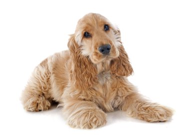 yavru cocker spaniel