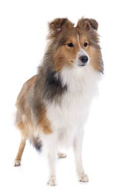 Shetland köpek