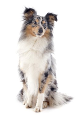 Shetland köpek