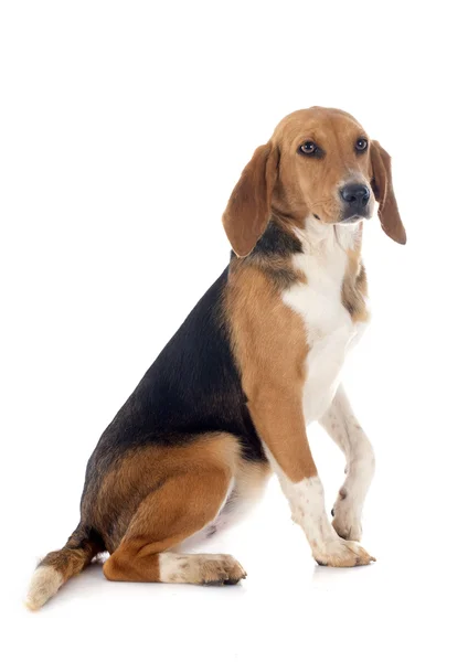 Beagle-harrier — Stockfoto
