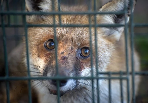 Red fox in cage — Stock Photo, Image