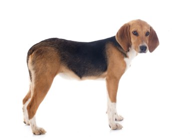 Beagle Harrier