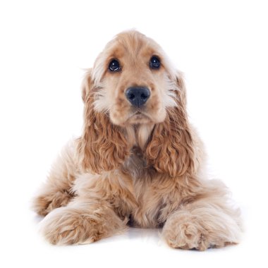 yavru cocker spaniel
