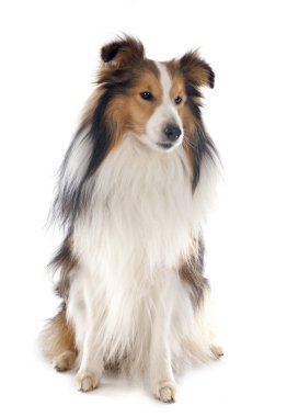 Shetland köpek