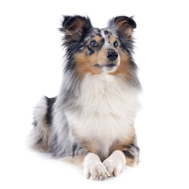 Shetland köpek