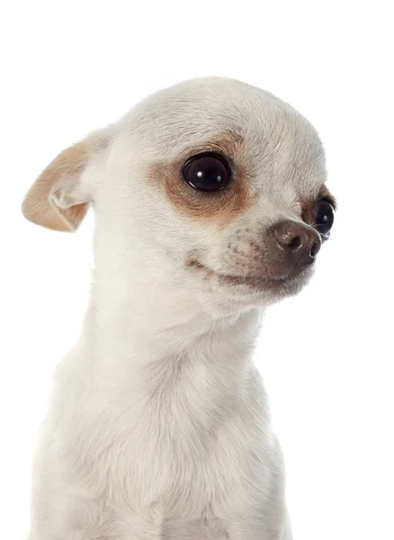 Chihuahua — Stockfoto