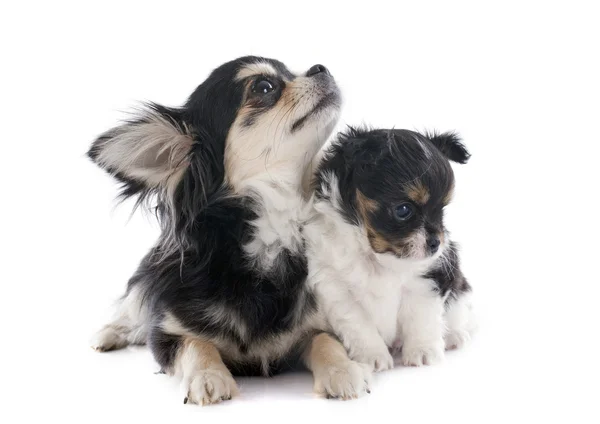 Cachorro y chihuahua adulto — Foto de Stock