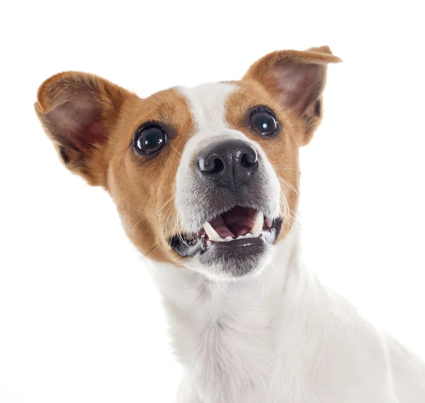 Jack russel terrier — Stock Photo, Image