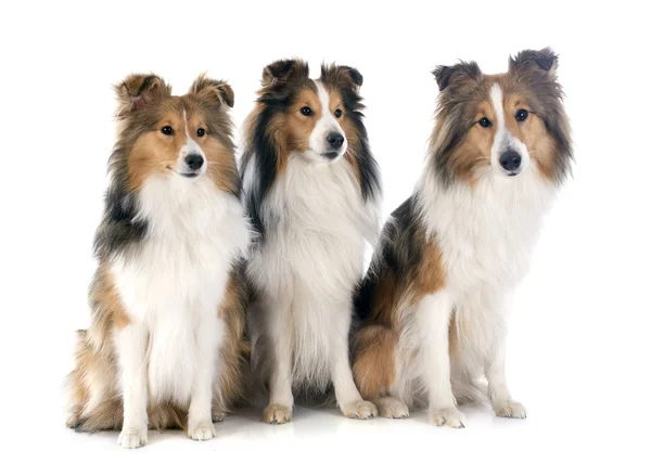 Shetland dogs — Stock Photo, Image