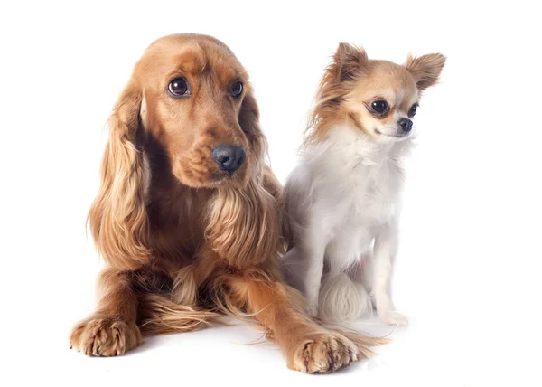 Cocker und Chihuahua — Stockfoto