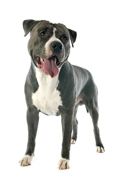 American staffordshire terrier —  Fotos de Stock