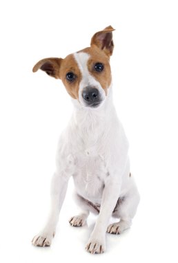 jack Russel terrier