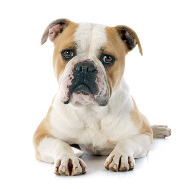 İngilizce Bulldog 