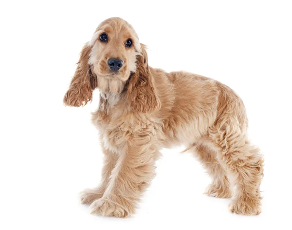 Puppy cocker spaniel — Stock Photo, Image