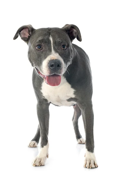 American staffordshire terrier — Zdjęcie stockowe