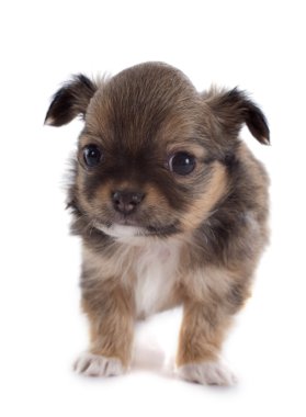 köpek chihuahua