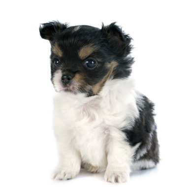 köpek chihuahua