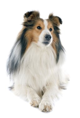 Shetland köpek