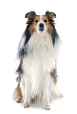 Shetland köpek