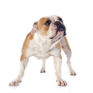 İngilizce Bulldog 