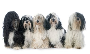 Beş Tibet terrier