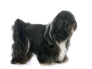 Tibet terrier