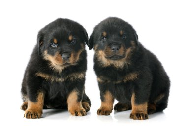 yavru rottweiler