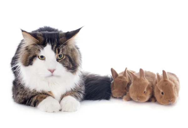 Maine coon cat and bunny — Stock Photo, Image