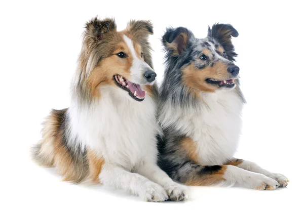 Shetland dogs — Stock Photo, Image