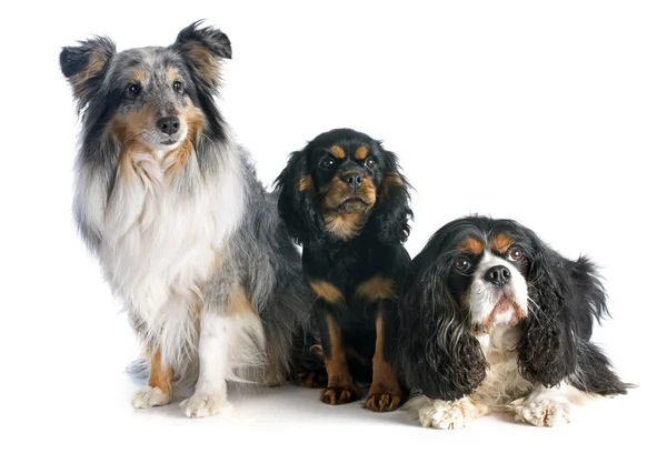 Drie honden — Stockfoto