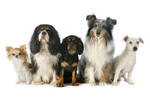 Vijf honden — Stockfoto