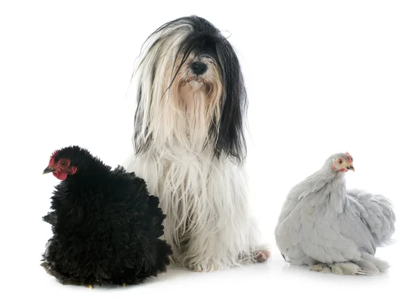 Tibet terrier ve tavuk — Stok fotoğraf