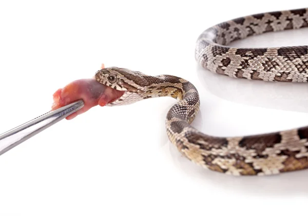 Europäische Rattennatter essen — Stockfoto