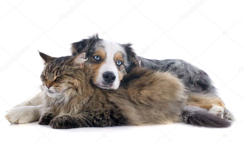 dog and cat