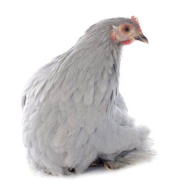 Pekin tavuk