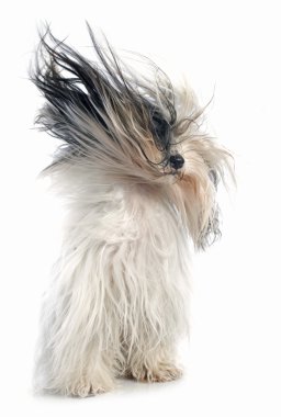 Tibet terrier